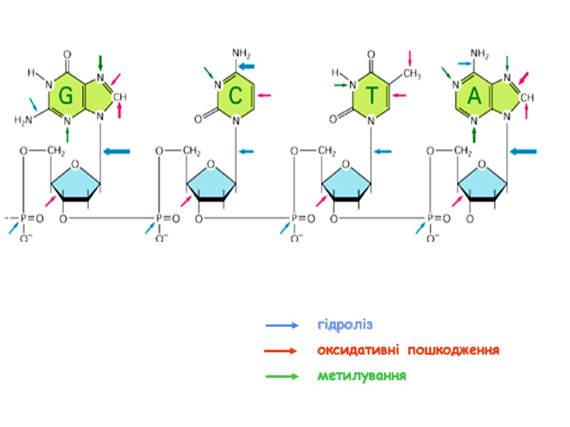 гідроліз оксидативні пошкодження метилування